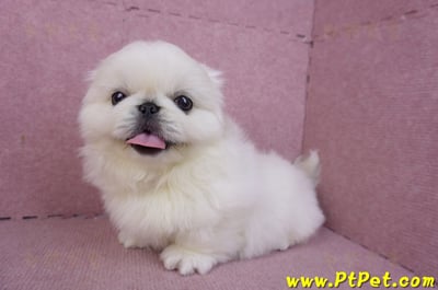 12/17北京狗公幼犬2號(新竹竹北)10