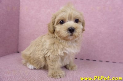 10/18馬爾泰迪母幼犬(高雄鼓山)3