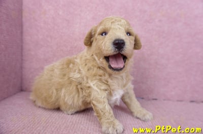 01/20泰迪比熊公幼犬2號3