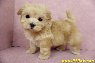 04/23奶油色馬爾泰迪公幼犬(屏東東港)9