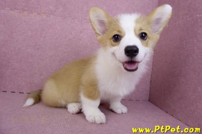 08/05雙色柯基犬公幼犬(新北新店)8