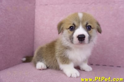 10/10雙色柯基犬公幼犬(台中大里)5