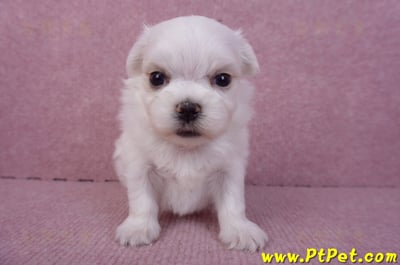 11/20馬爾濟斯公幼犬2號(屏東市)2