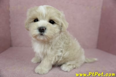 01/15奶油色馬爾泰迪 I 母幼犬(高雄新興)9