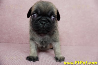 04/02巴哥公幼犬4號(新北樹林)4