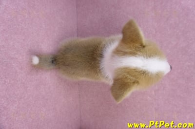 11/05雙色柯基犬公幼犬1號(高雄三民)14