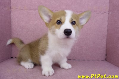 10/10雙色柯基犬母幼犬(高雄大寮)5