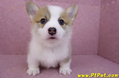 08/03雙色柯基犬公幼犬2號(屏東萬丹)4