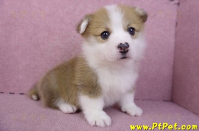 11/30雙色柯基犬公幼犬3號4