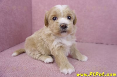 01/30馬爾泰迪公幼犬3號3