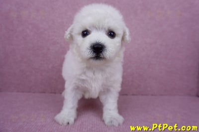 07/22比熊犬公幼犬2號(桃園市)1