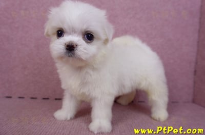 09/21馬爾濟斯公幼犬(高雄左營)7