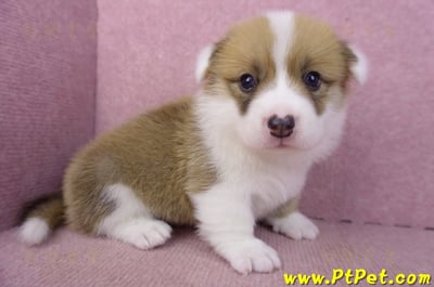 03/14雙色柯基犬公幼犬3