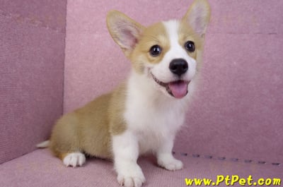 05/27雙色柯基犬公幼犬(台中西屯)7