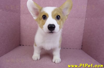 09/22雙色柯基犬公幼犬(高雄前金)2