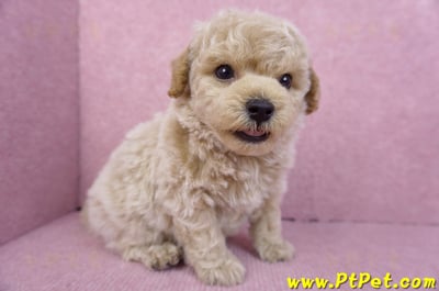 09/23泰迪比熊公幼犬(苗栗苑裡)3