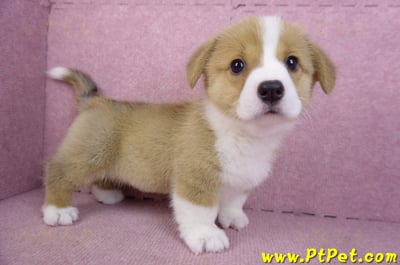 12/15雙色柯基犬母幼犬(桃園大園)5