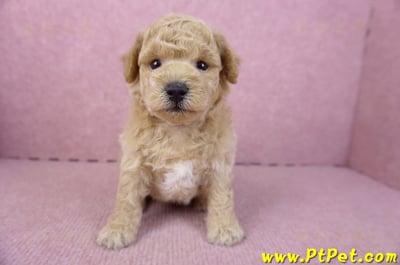 01/20泰迪比熊公幼犬4