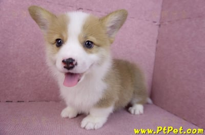 11/05雙色柯基犬公幼犬1號(高雄三民)13