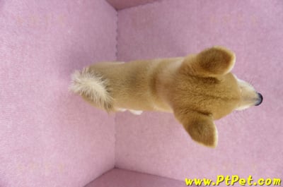 06/09赤色柴犬公幼犬(新北土城)7