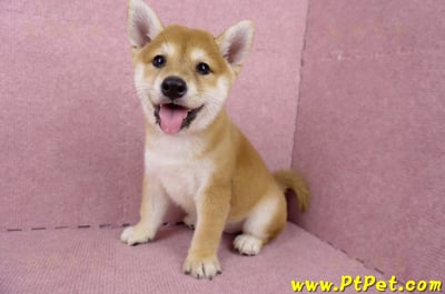 06/04赤色柴犬母幼犬(高雄路竹)9