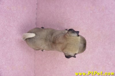 07/09巴哥公幼犬3號(新竹東區)11