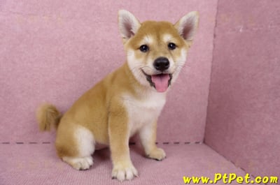 06/04赤色柴犬母幼犬(高雄路竹)4