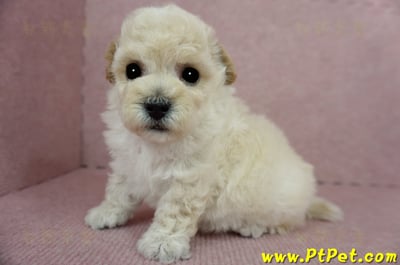 03/12泰迪比熊公幼犬4號(桃園市)10