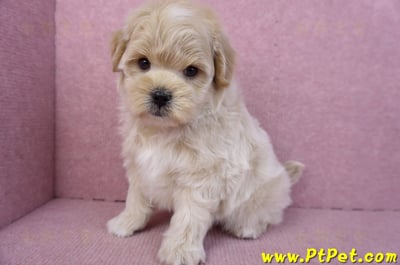 11/23馬爾泰迪公幼犬2號11