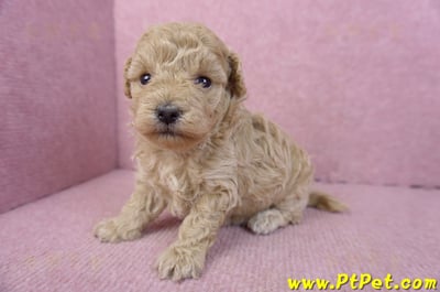 02/18泰迪比熊母幼犬2號6