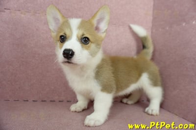 04/13雙色柯基犬公幼犬2號(桃園中壢)8