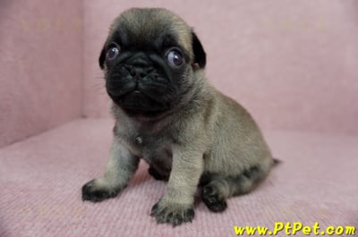 04/02巴哥公幼犬4號(新北樹林)14