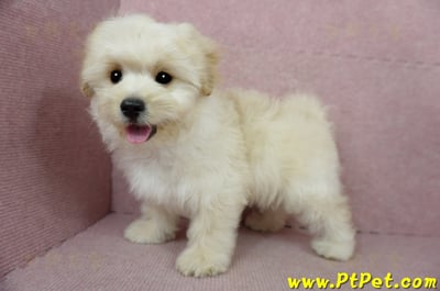 01/10奶油色馬爾泰迪公幼犬(花蓮壽豐)11