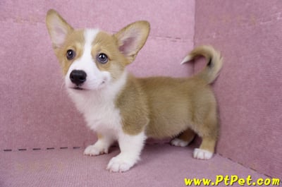 08/03雙色柯基犬公幼犬(台北大安)7