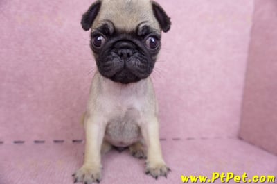 04/11巴哥母幼犬2號1