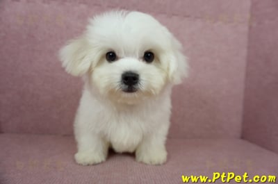 04/17迷你型馬爾濟斯公幼犬(桃園龜山)1