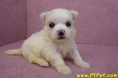 03/20馬爾濟斯母幼犬3號3