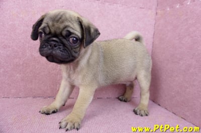 07/09巴哥公幼犬(台北文山)10