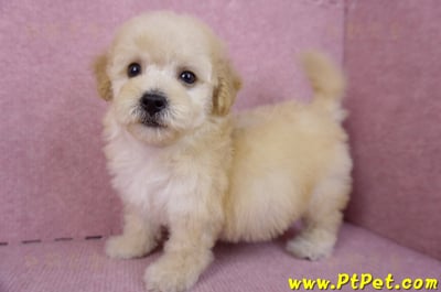 09/23泰迪比熊母幼犬(高雄鳳山)9