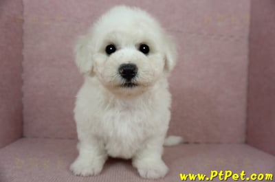 01/12比熊犬公幼犬(花蓮吉安)4