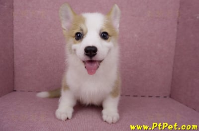 05/27雙色柯基犬公幼犬1號(台北大安)4