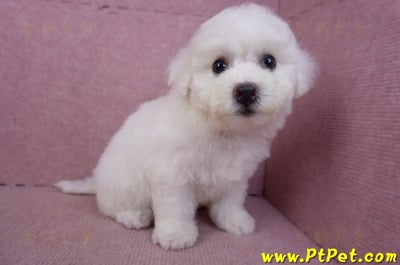 02/14比熊犬母幼犬6