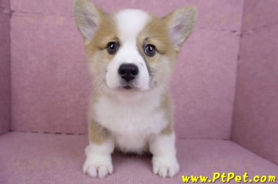 11/05雙色柯基犬公幼犬(台中北屯)1