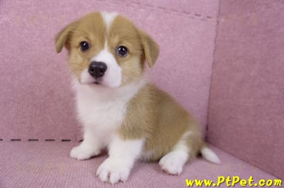 10/10雙色柯基犬母幼犬2號(花蓮吉安)10