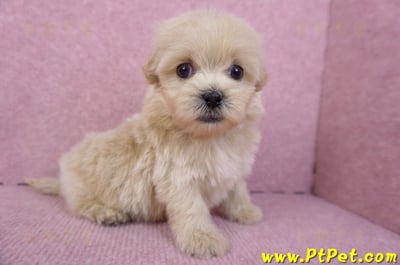 10/13馬爾泰迪公幼犬2號(高雄)5