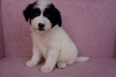 07/10迷你型花貴賓母幼犬(高雄楠梓)10