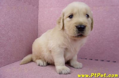 07/18黃金獵犬公幼犬2號(高雄鳳山)3