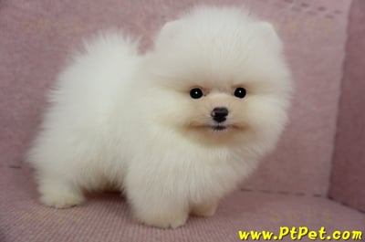 03/14迷你型松鼠白博美公幼犬2號(台北士林)5