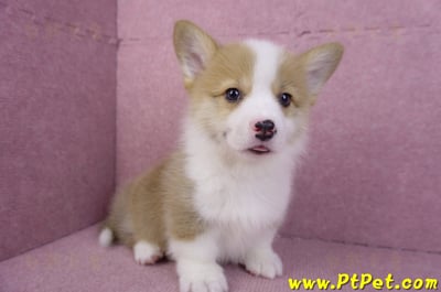 11/05雙色柯基犬公幼犬1號(高雄三民)5