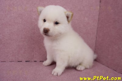 06/14白色柴犬公幼犬1號(屏東潮州)7